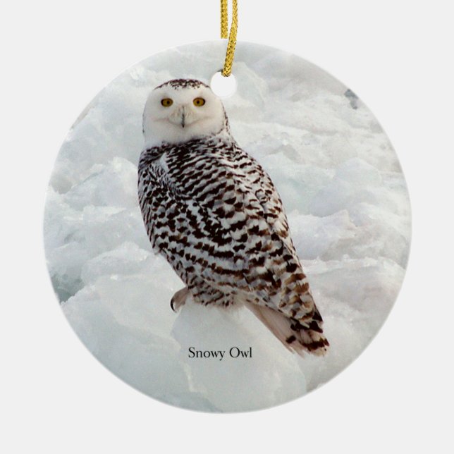 ornamento de Snowy Owl (Frente)