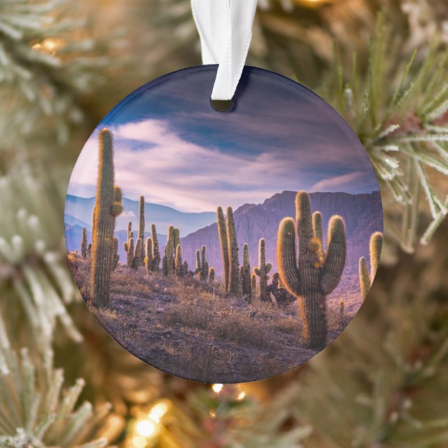Ornamento Desertos | Paisagem Cactus Argentina (Árvore)