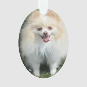 Ornamento do acrílico de Pomeranian