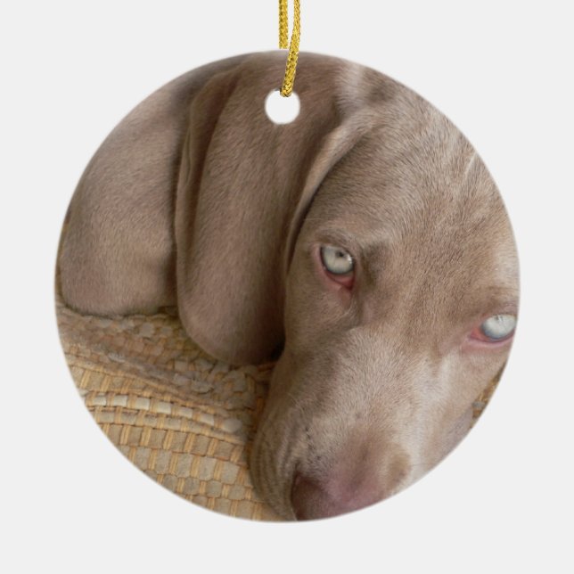 Ornamento do cão do sono Weimeraner (Frente)