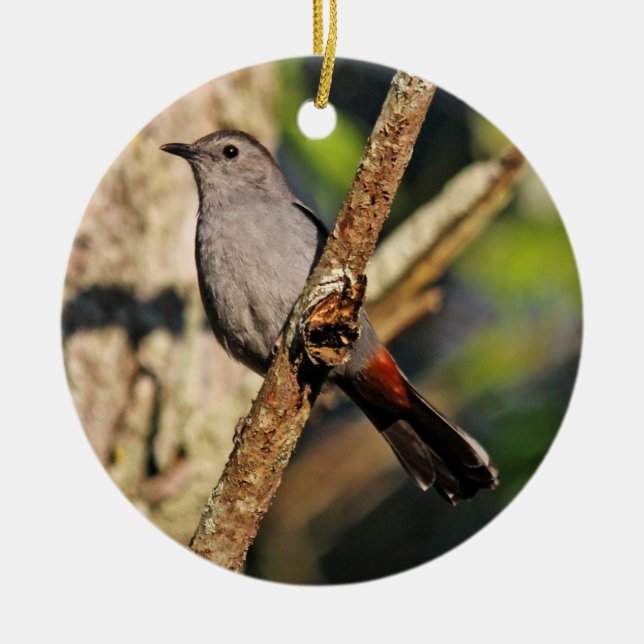 Ornamento do Catbird cinzento (Frente)