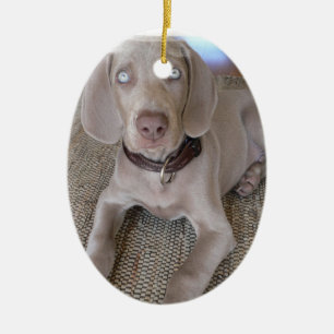 Ornamento do filhote de cachorro de Weimaraner