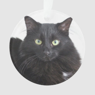 Ornamento do gato preto