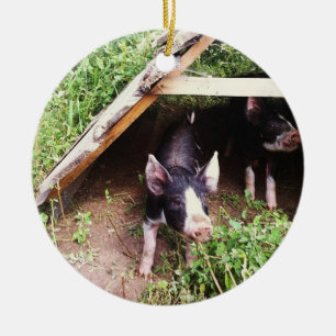 Ornamento do porco do Natal