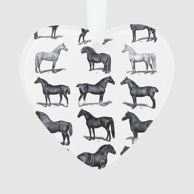 Ornamento do tórax (Frente)