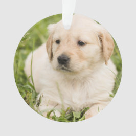 Ornamento Dourado Lab Puppy, Natal personalizável