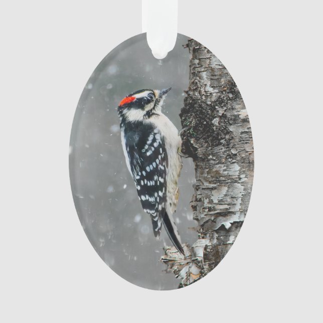 Ornamento Downy Woodpecker em Neve - Foto Original (Frente)