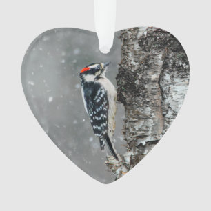 Ornamento Downy Woodpecker em Neve - Foto Original