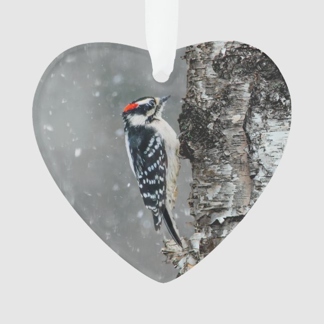Ornamento Downy Woodpecker em Neve - Foto Original (Frente)