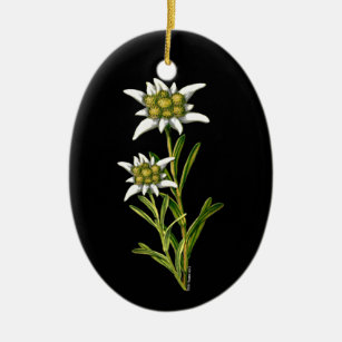 Ornamento Edelweiss bonito