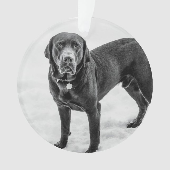 Ornamento Em Memória - Memorial personalizável Black Lab (Frente)