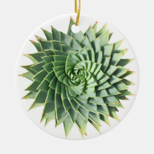 Ornamento espiral do Succulent do aloés