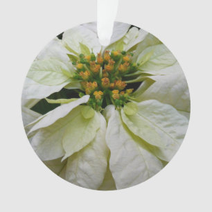 Ornamento Feriado de Natal Elegante de Poinsettia Branca