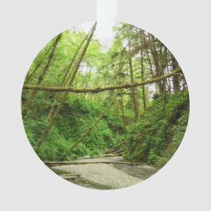 Ornamento Fern Canyon I no Parque Nacional de Redwood