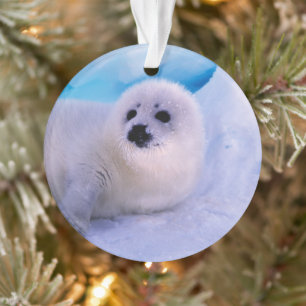 Ornamento Filhote de foca com pequenas manchas escuras cober
