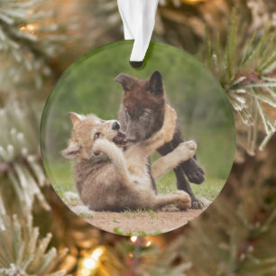 Ornamento Filhotes de Lobo Cinzento Lutando