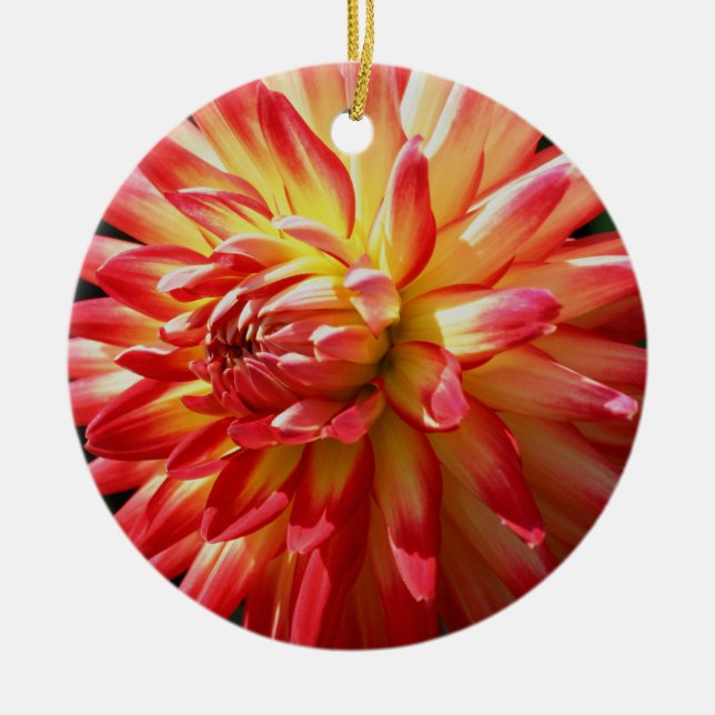 Ornamento Flor Amarelo-Vermelho Dahlia (Frente)