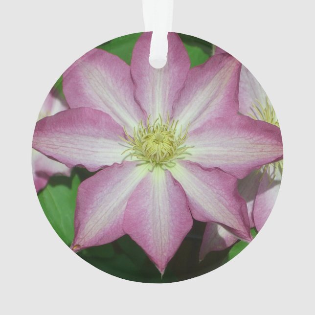 Ornamento Flor Primavera do Clematis, rosa e branca (Verso)