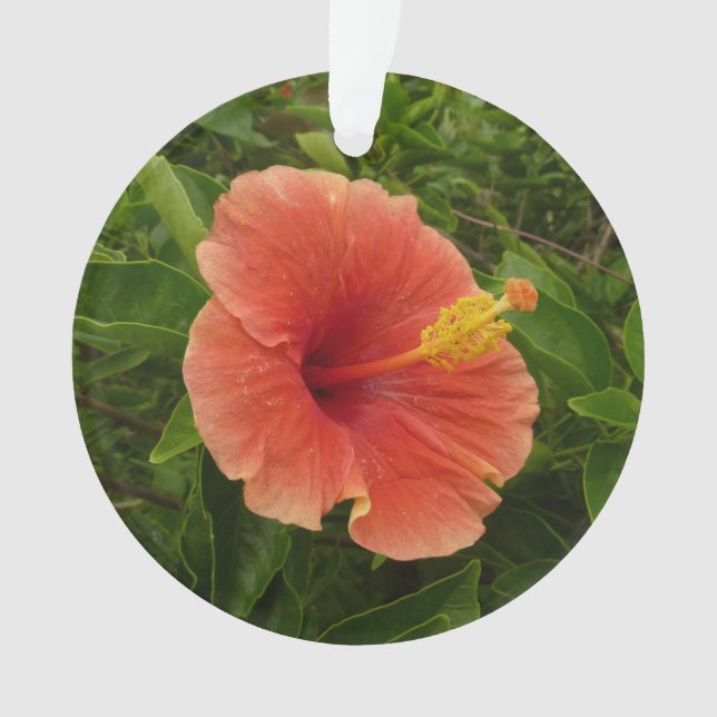 Ornamento Floral Tropical de Laranja Hibiscus (Frente)
