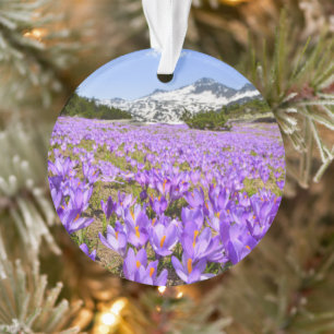 Ornamento Flores Crocus Pirin Mountain Park Bulgária