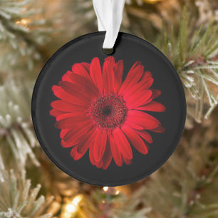 Ornamento Flores   Red Gerbera Daisy