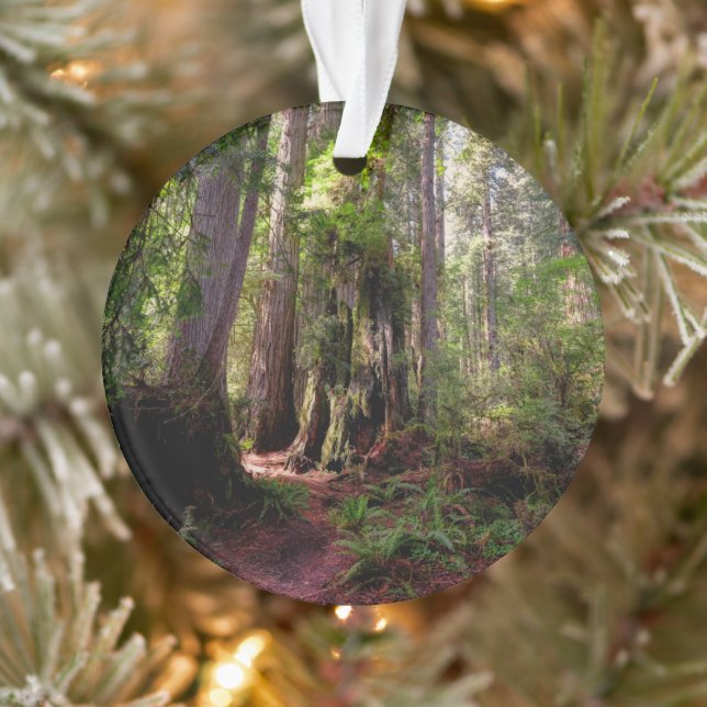 Ornamento Florestas | Sequoias Forest California (Árvore)