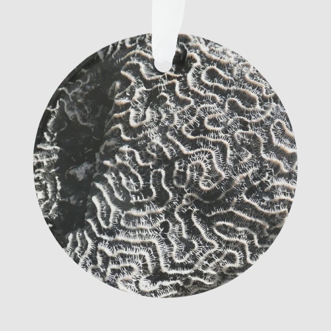 Ornamento Foto da natureza do Abstrato Black and White Coral (Frente)