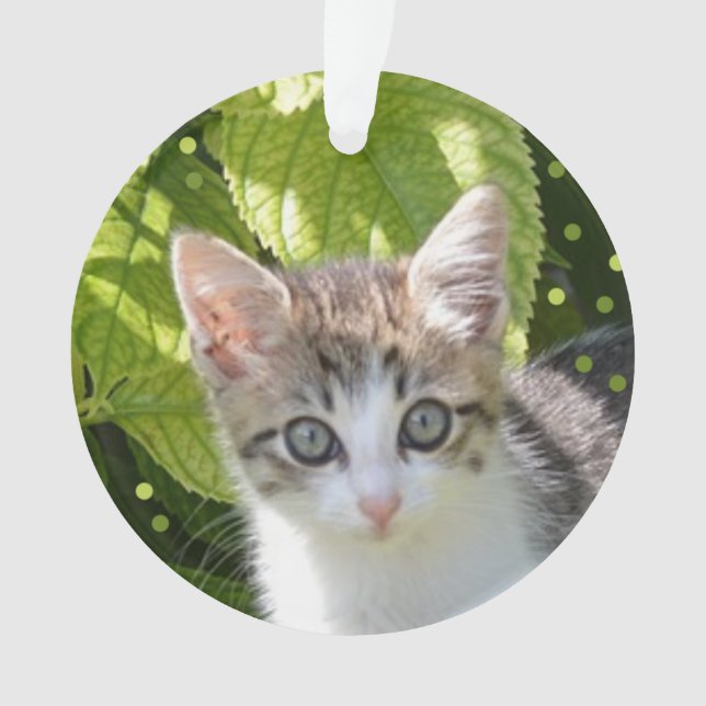 Ornamento Foto de Gatinho Tabby Personalizada (Frente)