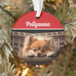 Ornamento Foto de Natal de Cachorro Pomerânia Fofa Férias
