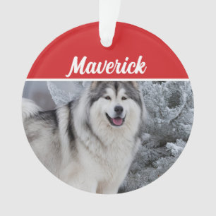 Ornamento Foto de Natal de Férias de Cão Malamute no Alasca