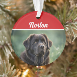 Ornamento Foto de Natal do Feriado de Cachorro na Terra Nova