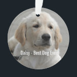Ornamento Foto e nome do cão de retenção do Ouro personaliza<br><div class="desc">Personalize esta manutenção com a fotografia e o nome do seu cão ou do seu filhote (ou outra foto/nome do animal de estimação ou da pessoa). O texto diz "Melhor Cachorro Alguma Vez" ou adiciona seu próprio texto - Nós amamos Daisy (nome do cachorro), aniversário do cachorro ou dia de...</div>