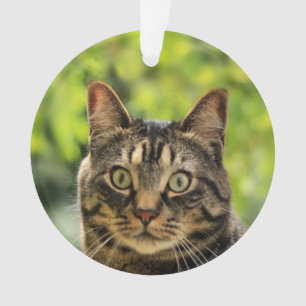 Ornamento Foto personalizada de gato marrom tabby