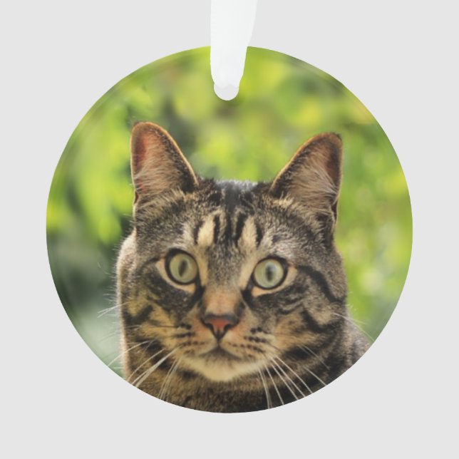 Ornamento Foto personalizada de gato marrom tabby (Frente)
