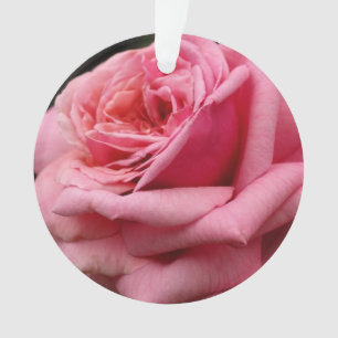 Ornamento Fotografia Bonito Floral Rosa Rosa I