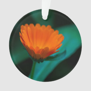 Ornamento Fotografia da Flor Margarida Laranja