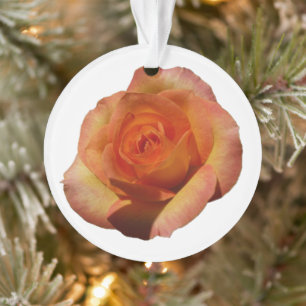 Ornamento Fotografia Floral Laranja Peach Rosa