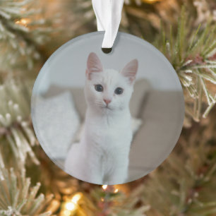 Ornamento Gato branco   Zazzle_Growth.