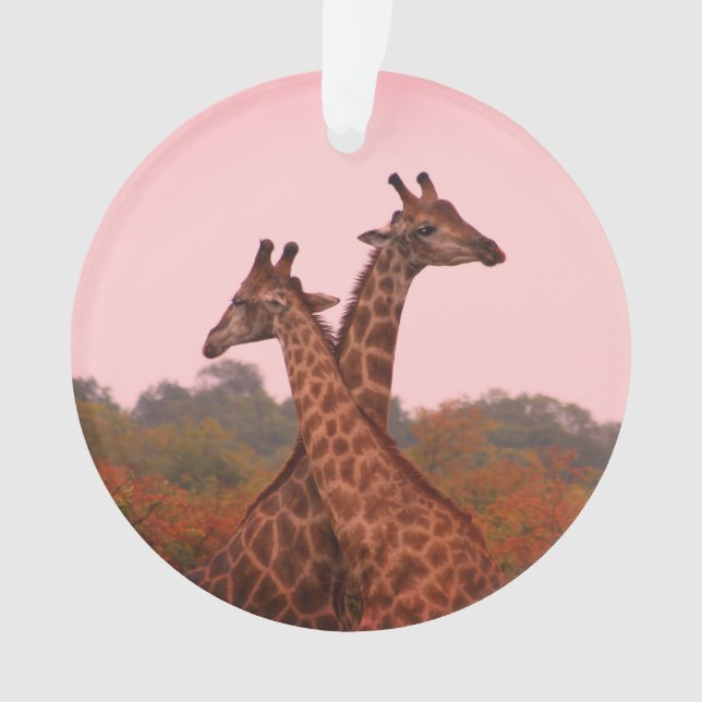 Ornamento Girafas com céu rosa (Frente)