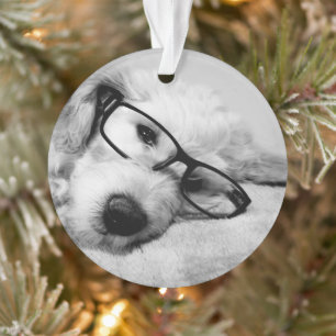 Ornamento Goldendoodododle com óculos