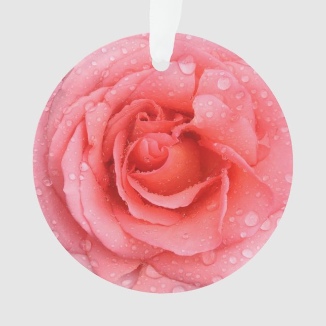 Ornamento Gotas Românticas de Água Rosa Rosa Rosa Vermelha (Frente)