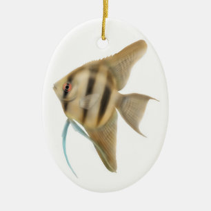 Ornamento gracioso do Angelfish
