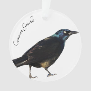 Ornamento Grackle comum