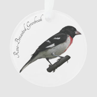 Ornamento Grosbeak-Breast