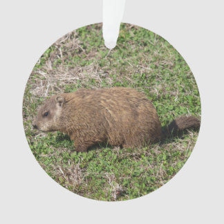 Ornamento Groundhog