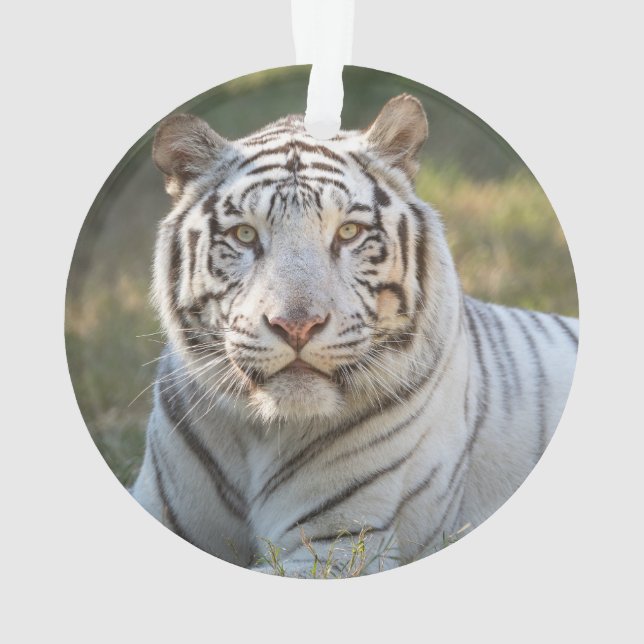 Ornamento Gus - (Verso)