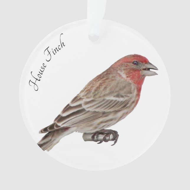 Ornamento House Finch (Frente)