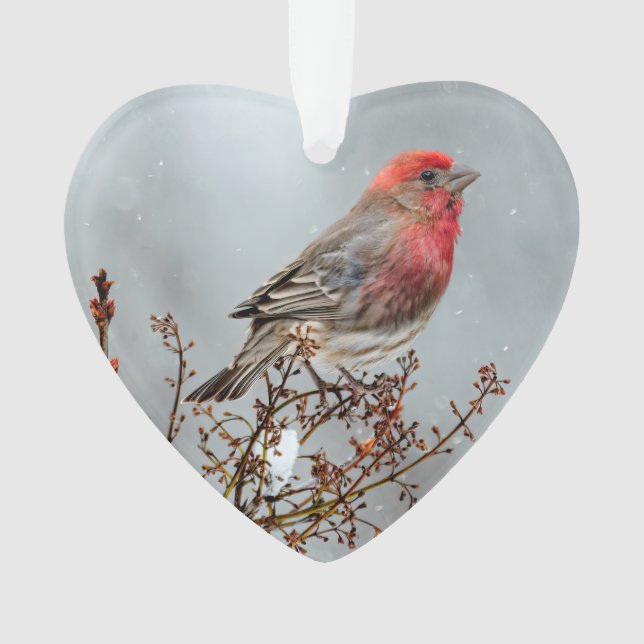 Ornamento House Finch in Snow - Foto original (Frente)