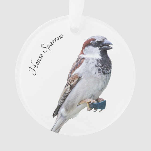 Ornamento House Sparrow (Frente)