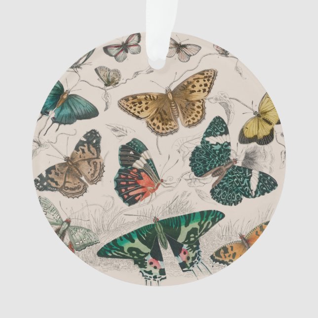 Ornamento Ilustração Antiga de Borboleta: 1820 Ourivesaria (Frente)